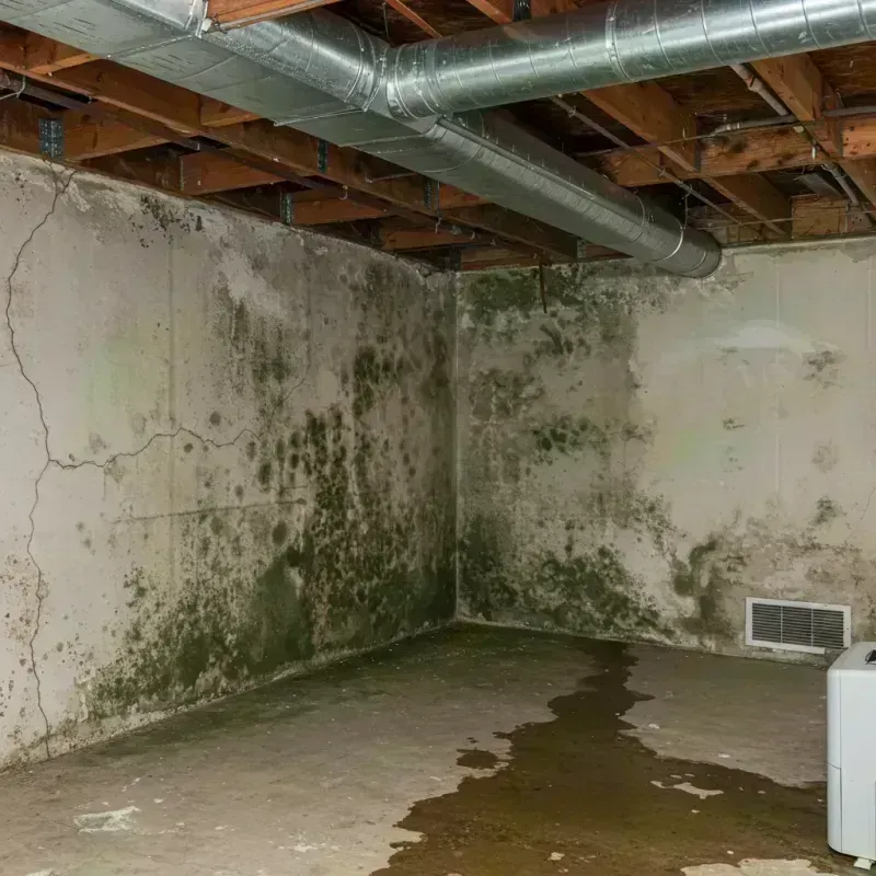 Professional Mold Removal in Dukes County, MA